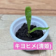 【ビカクシダ】キヨヒメ(清姫) （胞子培養株）のサムネイル