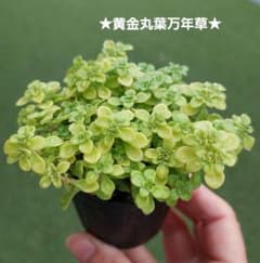 ☆多肉植物☆黄金丸葉万年草 抜き苗 - メルカリ