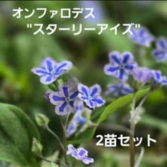 オンファロデス スターリーアイズ 2苗 - メルカリ