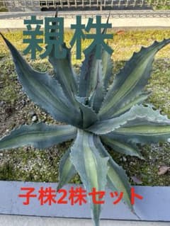 アガベ　エクスパンサパリーダ　エクスパンサ検　アメリカーナ　斑入りのサムネイル