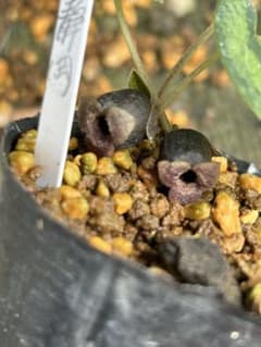 山野草　セッコク　カンアオイ（シイノミカンアオイ）のサムネイル