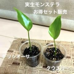実生モンステラ デリシオーサ＆タウエリー セット⑧のサムネイル