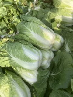 訳あり　白菜のサムネイル