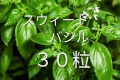 強靭、スウィートバジル強化種30粒＋プティ粗品＋全国匿名送料無料 