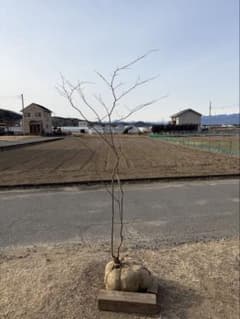 山採り ナツハゼ 自然樹形 - メルカリ