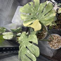 極斑 モンステラ タイコンステレーション レガシー 極斑 モンステラ タイコンステレーション レガシー - メルカリ