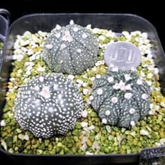 赤花兜　実生苗のサムネイル