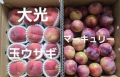 山形県産 桃 すもも 詰め合わせ 訳あり 大光、玉ウサギ、マーキュリー4時までのサムネイル