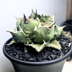 アガべ agave チタノタ Fo-76 ボールタイプ カキコ 子株 発根済②のサムネイル