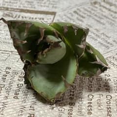 アガベ チタノタ 蟹 カニのサムネイル