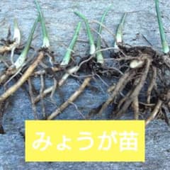 みょうがの苗 10株のサムネイル