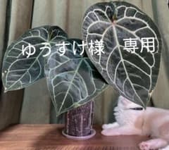 【ゆうすけ様専用】アンスリウム ブラックフェニックス×レッドクリスタリナムのサムネイル