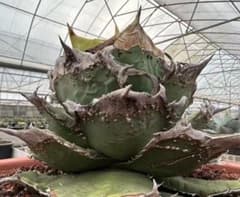 龍門 “蚩尤”】アガベ/チタノタ/ブツブツ/極上株/バンド幅 - メルカリ