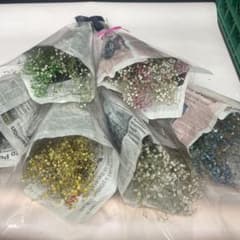 かすみ草ボタニカルドライフラワー6束全部で２９８０円大サービスのサムネイル