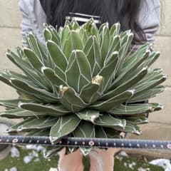 アガベ 笹の雪 特大優良株 包葉美形 極厚葉 白線際立つ 圧巻ロゼット アガベ 笹の雪 特大優良株 包葉美形 極厚葉 白線際立つ 圧巻ロゼット