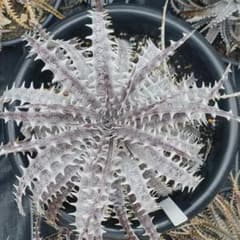 Dyckia ' Donna Marie ' × goehringiiのサムネイル