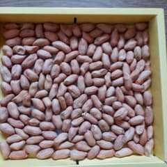 落花生オオマサリ種ちいちゃん専用のサムネイル