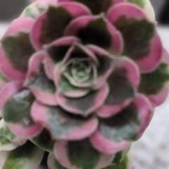 アエオニウム 多肉植物 ピンクガール 約7cm 抜き苗 - メルカリ