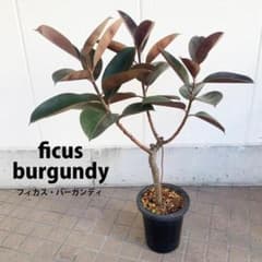フィカス・バーガンディ ゴムの木 8号サイズ - メルカリ