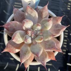 No.11 多肉植物 抜き苗 雪蜂 優木園札付き - メルカリ