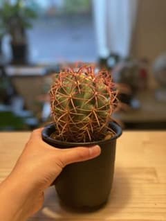 サボテン フェロカクタス 鯱頭のサムネイル