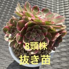 m21783274246_1.jpg?1758519501