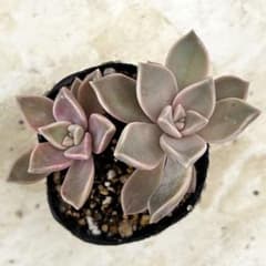 朧月 カット苗 多肉植物 グラプトベリア - メルカリ