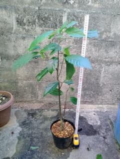 イランイラン 苗木 5号ポット 観葉植物 熱帯植物 香水の原料 - メルカリ