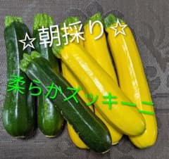 朝採り 柔らかズッキーニ 緑・黄セットのサムネイル