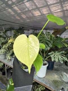 9モンステラ ホワイトモンスター 天津蘭 - メルカリ