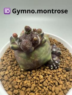 ASギムノカリキウム ミハノビッチID：Gymno.montrose サボテン - メルカリ