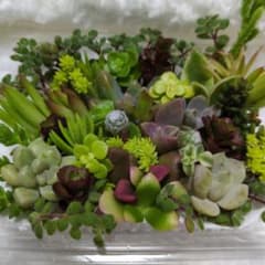 多肉植物カット苗のサムネイル