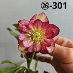 ㉖-301クリスマスローズ - メルカリ