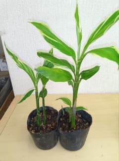 みょうが　斑入り 9.0cm２ポットのサムネイル