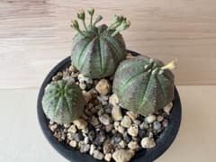 ユーフォルビア オベサ 実生 3株セット① 多肉植物 - メルカリ