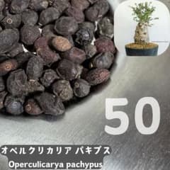 種子50粒 オペルクリカリア パキプス - メルカリ