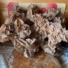 日曜まで！1週間限定出品】 ハオルチア スウェイ H. 'Sway' 多肉植物