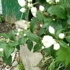 樹里のママ様 専用のサムネイル