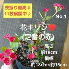 No.4【ボリュームあり♪】花キリン(定番の赤)♥️枝振り最高！ No.1【枝振り最高♪お花満開♪】花キリン(定番の赤)♥️ - メルカリ