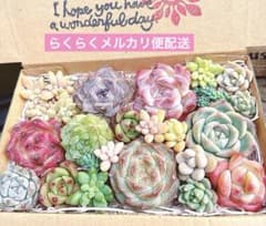 9. 多肉植物カット苗詰め合わせ　寄せ植えセット♡のサムネイル