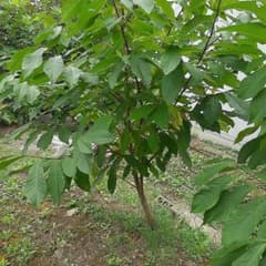 ポポーの種5粒のサムネイル