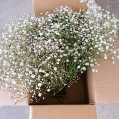 自家かすみそう　限定２セットのみのサムネイル