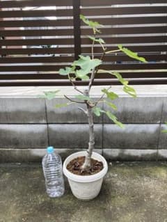 イチジク苗木 品種不明 6号 92cm ＋結実確認済みの穂木 - メルカリ