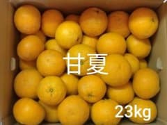 甘夏　２３kg　長崎県産　49のサムネイル