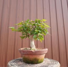 小品盆栽】 カエデ（楓） 樹高16cm 迫力の太幹 爽やかな緑葉 - メルカリ
