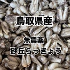 鳥取県産　砂丘らっきょう　Mサイズ　1kgのサムネイル