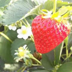 あゆ様専用のサムネイル