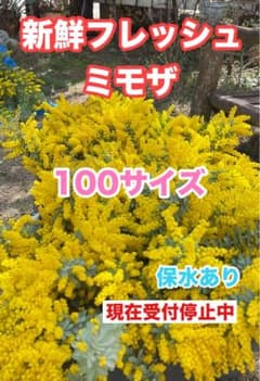 新鮮フレッシュミモザ 100サイズ - メルカリ