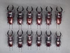 まとめて取引ok 伊豆大島ノコギリクワガタ 標本 12体セットのサムネイル
