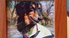 犬写真のサムネイル